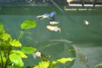 Blue guppy, Dieren en Toebehoren, Vis