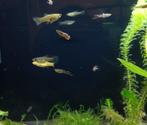 Endler gup vrouwen 4 voor 1,00, Dieren en Toebehoren, Vissen | Aquariumvissen, Vis, Zoetwatervis