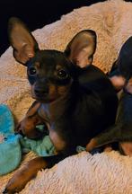 Mooie gezonde dwergpinscher puppies, lees hele advertentie !, Overige rassen, CDV (hondenziekte), 8 tot 15 weken, Meerdere