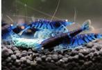 Garnalen eigen import dus vol op kleur, Dieren en Toebehoren, Vissen | Aquariumvissen, Vis
