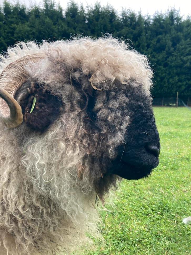 Walliser Schwarznase, Dieren en Toebehoren, Schapen, Geiten en Varkens, Schaap, Vrouwelijk