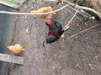Barnevelder Haan, Dieren en Toebehoren, Mannelijk, Kip