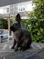Mooie Polish, Dieren en Toebehoren, Konijnen, Meerdere dieren, Dwerg