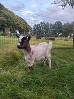 Dwergbokje te koop, Dieren en Toebehoren, Schapen, Geiten en Varkens, Geit