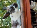 Konijn, Dieren en Toebehoren