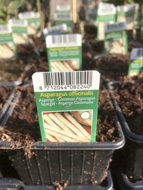 Asperge (Asparagus Avalim), Tuin en Terras, Bloembollen en Zaden, Wortelstok, Gehele jaar, Volle zon, Ophalen of Verzenden