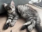 3 prachtige katertjes!, Dieren en Toebehoren, Katten en Kittens | Raskatten | Langhaar, Kater, Ontwormd, 0 tot 2 jaar