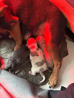 Jackrussel pups pyppys blue and tan en lilac, Jack Russell Terriër, 8 tot 15 weken, Meerdere, Meerdere dieren