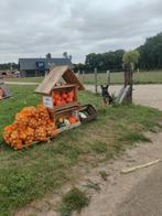 Pompoenen en uien, Ophalen of Verzenden, Zo goed als nieuw
