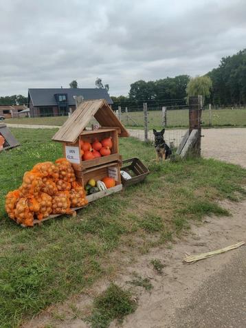 Pompoenen en uien beschikbaar voor biedingen
