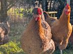 Te koop: jonge Easteregger hennen – vers aan de leg, Dieren en Toebehoren, Vrouwelijk, Kip