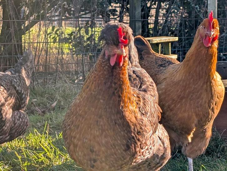 Te koop: jonge Easteregger hennen – vers aan de leg, Dieren en Toebehoren, Pluimvee, Kip, Vrouwelijk