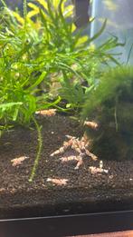 Red Fancy Tiger Garnalen, Dieren en Toebehoren, Vissen | Aquariumvissen, Kreeft, Krab of Garnaal, Zoetwatervis, Schoolvis