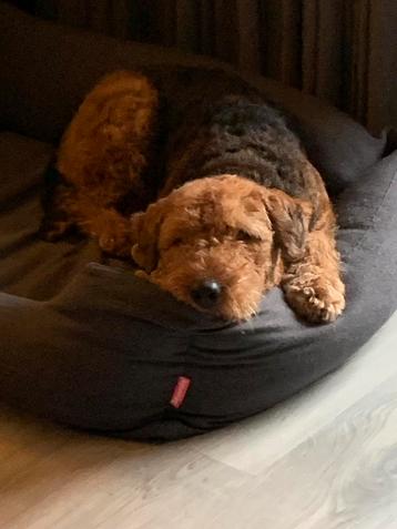 Hondenoppas aangeboden beschikbaar voor biedingen