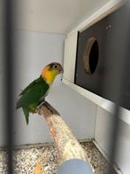 Caique Groendij pop 2023, Dieren en Toebehoren, Vogels | Parkieten en Papegaaien, Papegaai, Vrouwelijk, Geringd