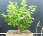 Sering bonsai startplant, Tuin en Terras, Halfschaduw, Overige soorten, Lente, Minder dan 100 cm
