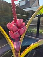 Musa velutina - roze bananenplant, Ophalen, Volle zon, Overige soorten, Minder dan 100 cm