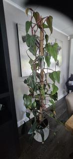 Philodendron Erubescens, 200 cm of meer, Overige soorten, In pot, Groene kamerplant