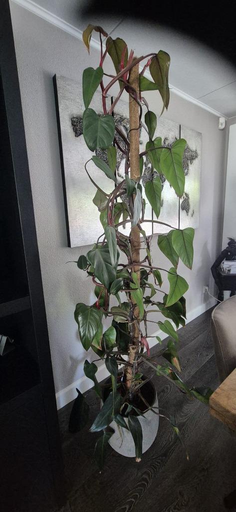 Philodendron Erubescens, Huis en Inrichting, Kamerplanten, Overige soorten, 200 cm of meer, Groene kamerplant, Halfschaduw, In pot