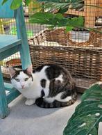 VERMIST in Lisse, Dieren en Toebehoren, Katten-accessoires, Ophalen
