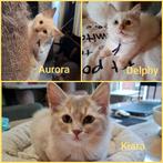 Ragdoll kittens mogen verhuizen, Dieren en Toebehoren, Katten en Kittens | Raskatten | Langhaar, Meerdere dieren, Gechipt, 0 tot 2 jaar