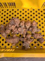 Aardperen,bio, knolzonnebloem, om nu te planten. E2,50, Ophalen, Voorjaar, Halfschaduw, Knol