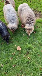 2 Drentsheideschaap ooi, Vrouwelijk, Schaap