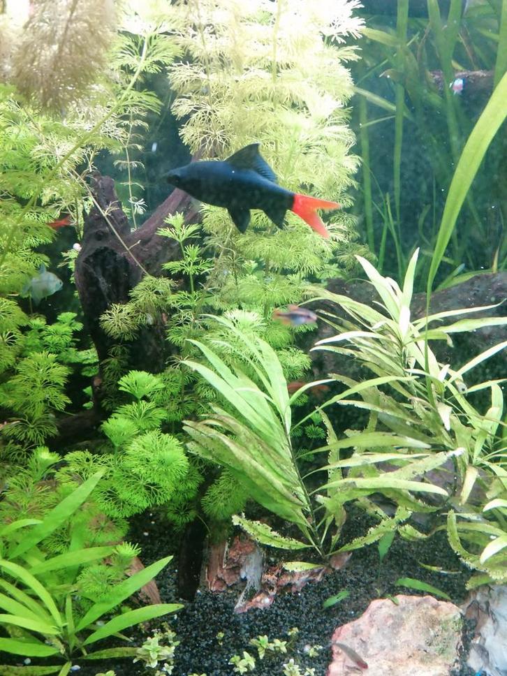 Labeo, Dieren en Toebehoren, Vissen | Aquariumvissen, Vis