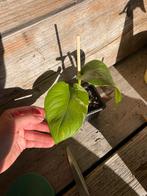 Epipremnum marble queen/Pothos kamerplant, Huis en Inrichting, Kamerplanten, Ophalen, Halfschaduw, Minder dan 100 cm