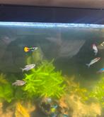 Guppies & neon tetra & roodkop zalm & roze tetra & algeter, Dieren en Toebehoren