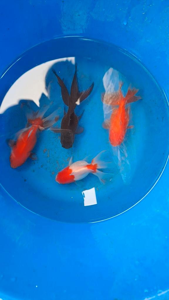 Oranda goudvissen, Dieren en Toebehoren, Vissen | Vijvervissen, Goudvis(sen)