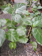 10 stuks Tamarillo, Ophalen, Vaste plant, Halfschaduw, Fruitplanten