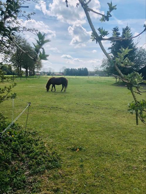 24/7 buitenplek, Dieren en Toebehoren, Stalling en Weidegang