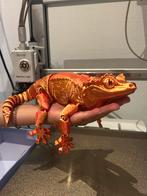 Grote gecko, Ophalen of Verzenden, Nieuw