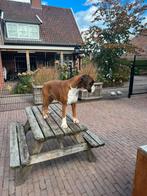 5 Sterren huisje gezocht voor onze Boxer Dame ! Met Stamboom, Dieren en Toebehoren, Honden | Chihuahua's en Gezelschapshonden