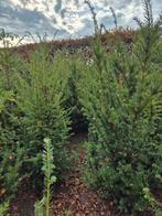 Taxus Baccata Struik, Ophalen, Taxus, Struik, Minder dan 100 cm