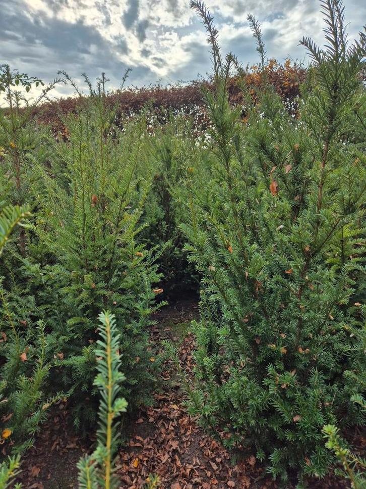 Taxus Baccata Struik, Tuin en Terras, Planten | Struiken en Hagen, Struik, Taxus, Minder dan 100 cm, Ophalen