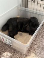 Konijn ram, Mannelijk, Middelgroot, Hangoor, 0 tot 2 jaar