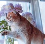 Britse korthaar golden Shell dekkater, Dieren en Toebehoren, Katten en Kittens | Raskatten | Korthaar, Kater, Gechipt, 3 tot 5 jaar