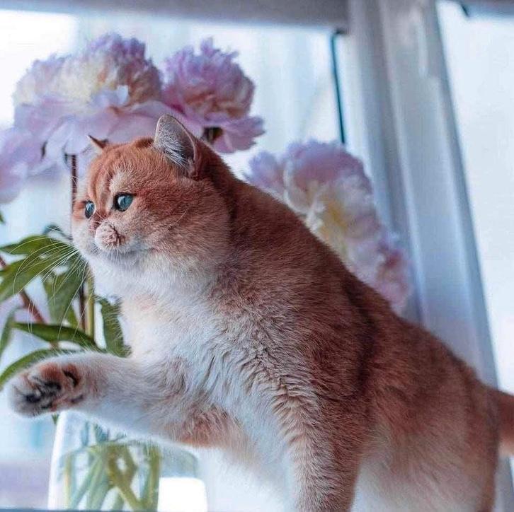 Britse korthaar golden Shell dekkater, Dieren en Toebehoren, Katten en Kittens | Raskatten | Korthaar, Kater, 3 tot 5 jaar, Met stamboom