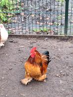Te koop Cochin hanen, Mannelijk