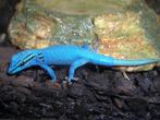 GEZOCHT: Lygodactylus Williamsi 1.0, Dieren en Toebehoren, Hagedis