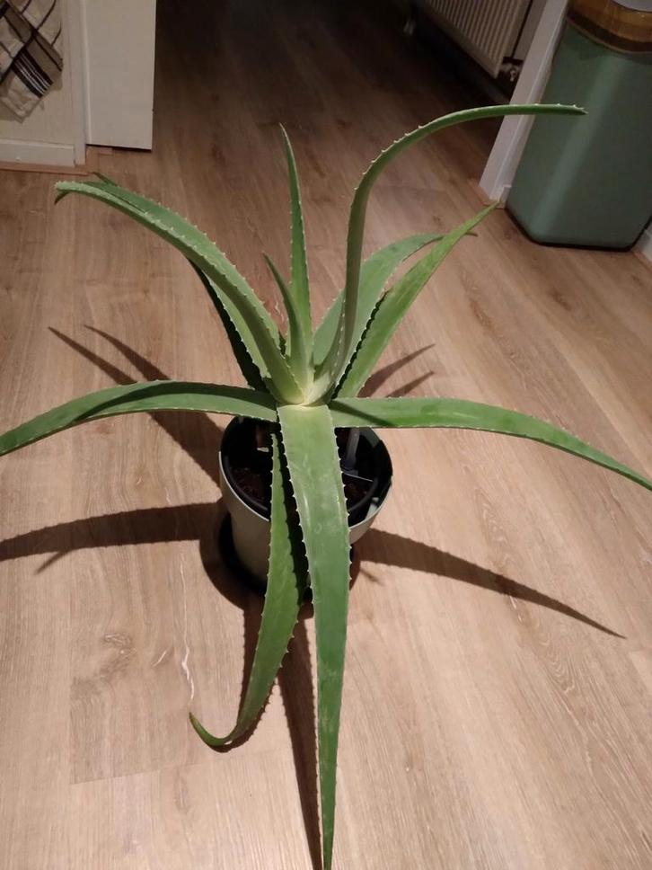 Aloë vera GROTE plant..., Huis en Inrichting, Kamerplanten, Minder dan 100 cm, Halfschaduw, Ophalen