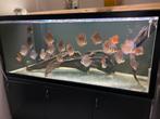 Aquarium te koop circa 900 liter, Ophalen of Verzenden, Zo goed als nieuw, Leeg aquarium