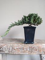 Juniperus Jeneverbes bonsai, Bloeit niet, Halfschaduw, Minder dan 100 cm, Overige soorten