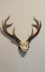 Replica van schedel  gewei hert of reebok, Ophalen of Verzenden, Zo goed als nieuw, Hert, Schedel