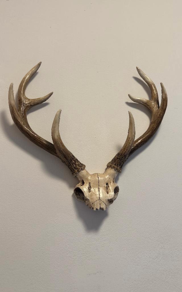 Replica van schedel  gewei hert of reebok, Verzamelen, Dierenverzamelingen, Zo goed als nieuw, Schedel, Hert, Ophalen of Verzenden