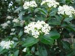 60 Winterviburnum (Viburnum tinus) 60–80 cm, Tuin en Terras, Planten | Struiken en Hagen, Ophalen of Verzenden, Overige soorten