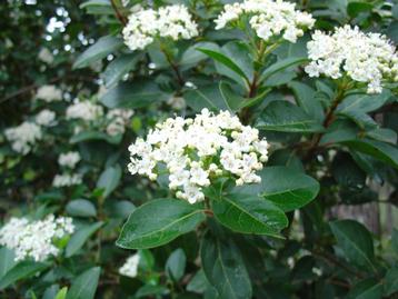 60 Winterviburnum (Viburnum tinus) 60–80 cm beschikbaar voor biedingen