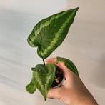 Schismatoglottis wallichii, Huis en Inrichting, Kamerplanten, Ophalen of Verzenden, Halfschaduw, Minder dan 100 cm